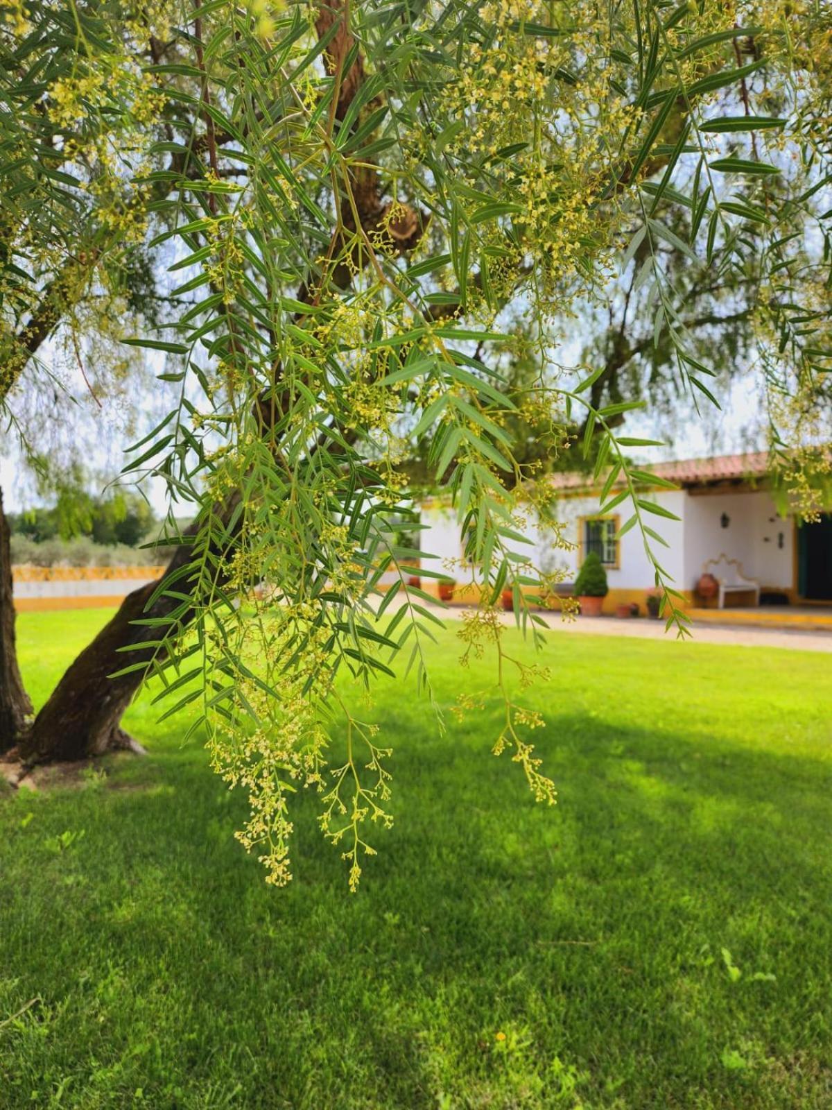 Willa Montinho Do Palanque Viana do Alentejo Zewnętrze zdjęcie