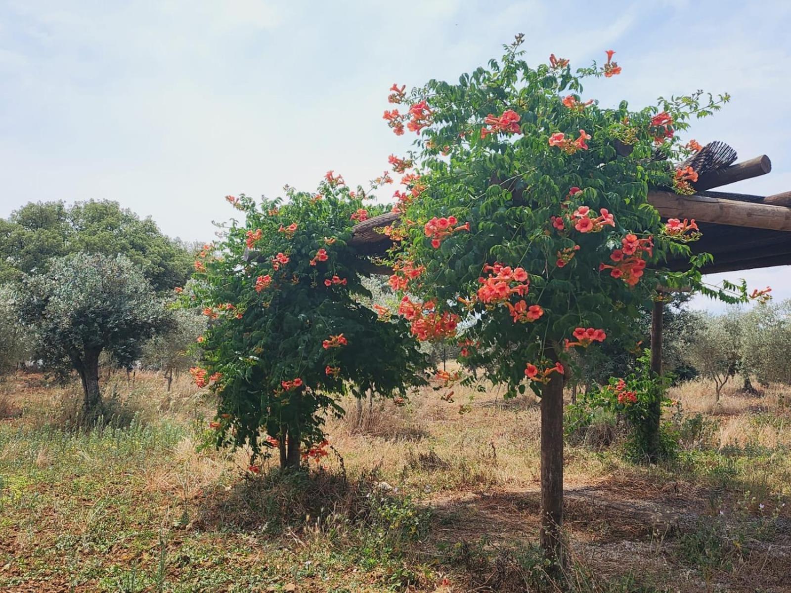 Willa Montinho Do Palanque Viana do Alentejo Zewnętrze zdjęcie